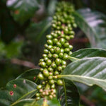 Catapult Coffee | Single Origin | El Salvador | Orlando Aguilar 